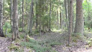 3 hours! Beautiful coniferous forest 4k video Incomparable singing of forest birds by Звуки природы Павел Relaxik 936 views 6 months ago 3 hours, 7 minutes