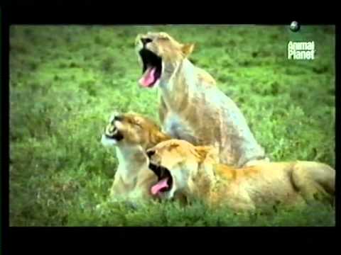 Animal Planet Ident 2006
