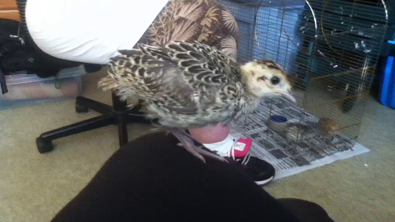 video phone beyonce mp3 Ring-necked pheasant baby #1