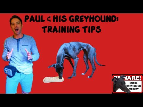ポールと彼のグレイハウンド：トレーニングのヒント