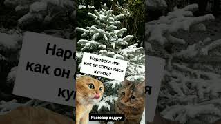 Мем разговор двух котов #двакота #мем2024 #анекдоты #приколы2024