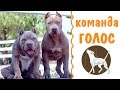 Команда голос | учим лаять | питбуль | амстафф | дрессировка собак