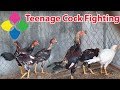 Teenage Cock Fighting Rooster .