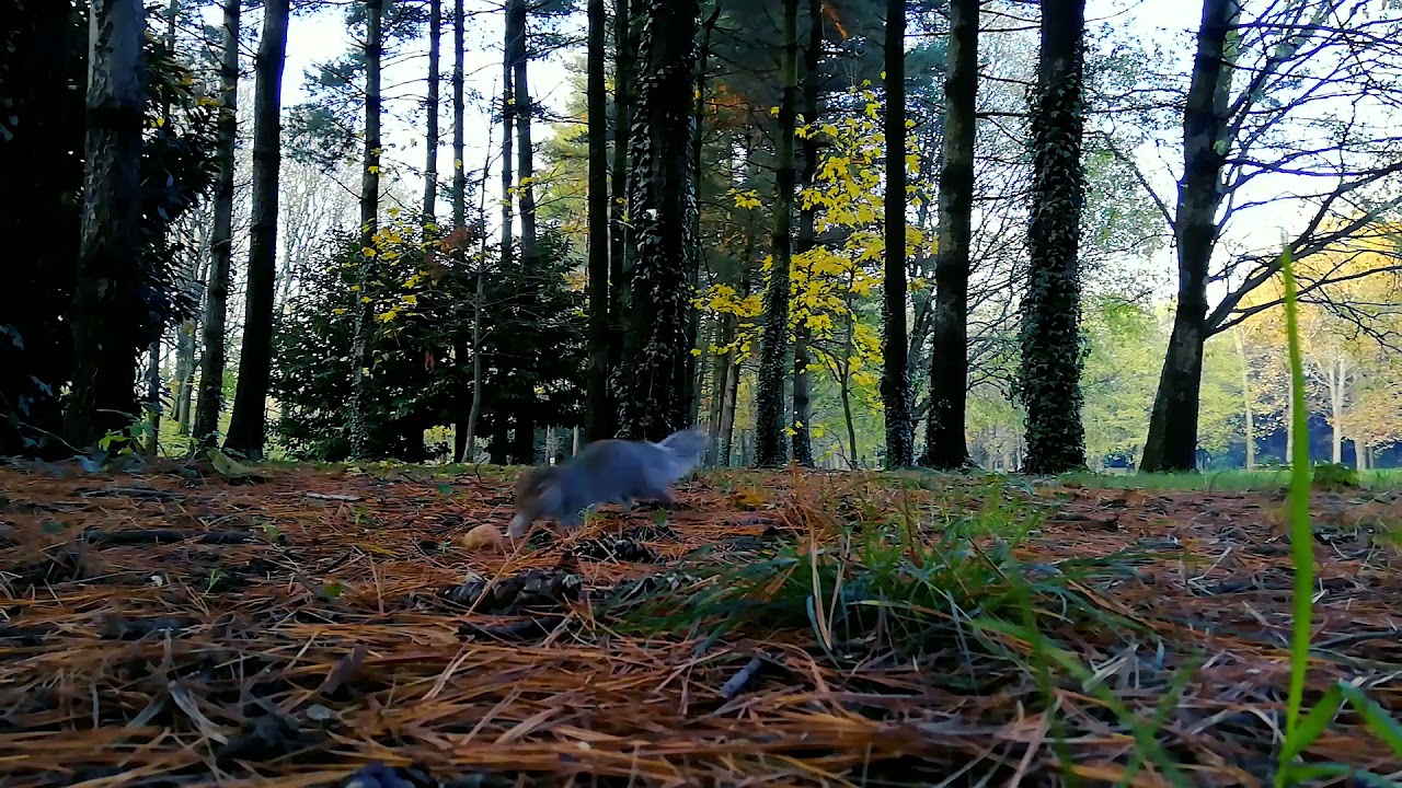 Squirrel || Forest || Animal || No Copyright Video