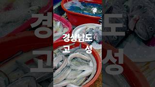 경남 고성 시장 여행 필수 코스! 해산물 천국 수산시장 공개 #로컬 #여행추천 #시장 #koreatrip #로컬크리에이터