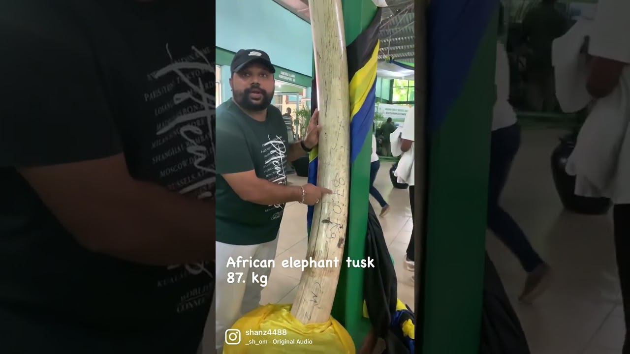 African elephant tusk 85 kg