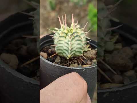 افوربیا ملو فرمیس شماره تماس 09354849648