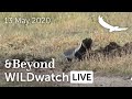 WILDwatch Live | 13 May, 2020 | Morning Safari | Ngala Private Game Reserve