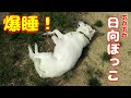 紀州犬 北斗くん ほのぼの日向ぼっこ