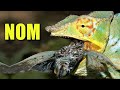 Panther Chameleon Facts: the PRETTIEST Chameleon? Animal Fact Files