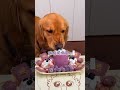 Just some purple sweet potato family bucket~ #DogMukbang #GoldenRetriever #DogMeals #Homemade