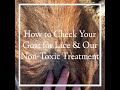 How to check your goat for lice & non-toxic treatment