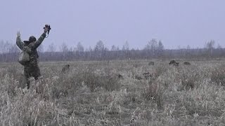 Дикий кабан потерял сознание убегая от фотографа!??(Wild boar fainted running away from the photographer! ?? Wildlife przyrody Tierwelt Статья на нашем блоге: 27345879 Комментарии автора: 