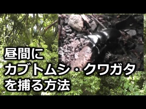 カブトムシ クワガタの捕り方 昼間 Youtube