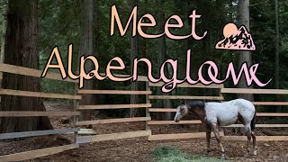 Road trip to Montana for Alpen the baby Appaloosa by Rachel Vong 138 views 2 years ago 3 minutes, 59 seconds