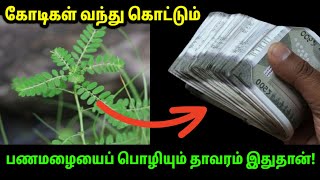 லட்சுமி தேவியை ஈர்க்கும் செடி இதுதான்! இதைத் தவறவிடாதீர்கள்...