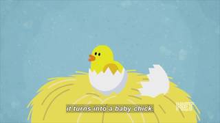 What Comes From an Egg? (Accessible Preview)