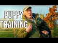 Labrador puppy 1st lesson