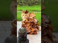 Niatnya mau nyuri hp 😂#funny #cat #funnycats