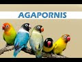 Vamos falar sobre Agapornis