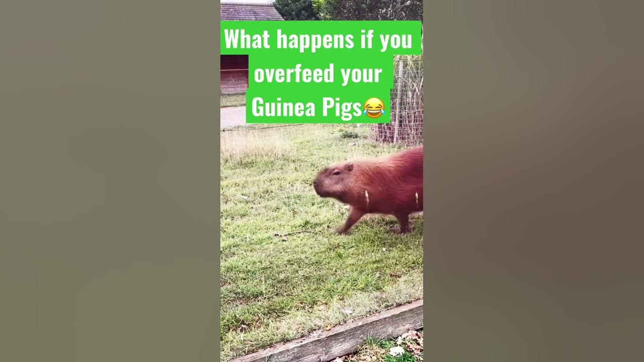 what-happens-if-you-overfeed-your-guinea-pigs-youtube