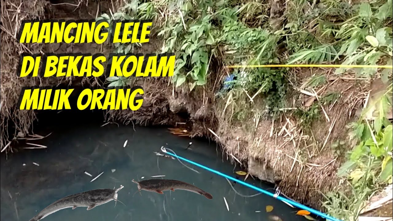 Mancing Ikan Lele #1 di kolam Bekas dengan si Camera Girl Junior 