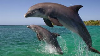 дельфины 🐬на пляже Витязево, Анапа, Паралия