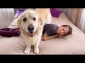 Funny Golden Retriever Attacks His Human Mom [TRY NOT TO LAUGH]