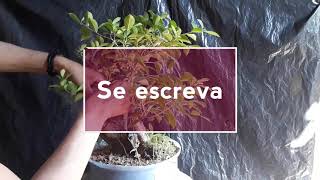 FICUS retusa. Retirando a madeira morta. FICUS retusa. Retirando a madeira morta.