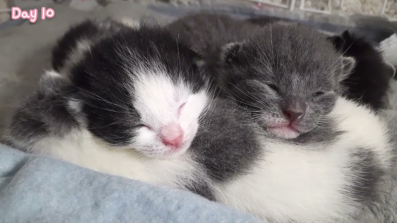 Kitten opening eyes | Kitten [Day 8-14] - YouTube