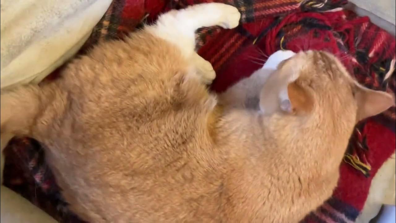 How To Pet A Skittish Cat YouTube