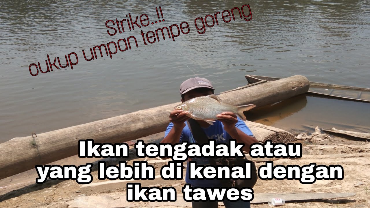 menggunakan umpan tempe goreng..! ini dia hasil nya ikan tawes