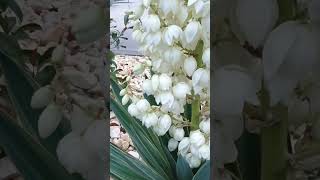 Beautiful Yucca w/large creamy-white blooms. #yucca #yuccaplantas #flowers #landscape