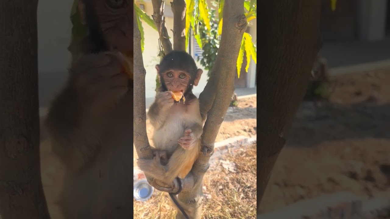 Monkey eating orange 😍 