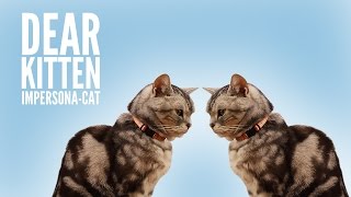 Dear Kitten: Impersona-cat