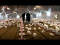 Chickens, Hugh and Tesco Too | Freedom Foods | Cha...