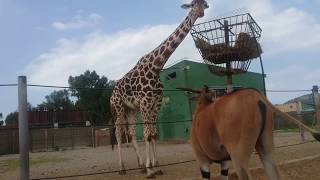 Safari ZOO Mallorca