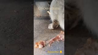 Stray Cat living chicken bones 😧