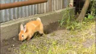 my little bunny  digging a hole