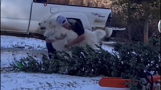 Took Zshopa to get a Christmas tree by Jason Rossman 3,731 views 5 months ago 1 minute, 39 seconds