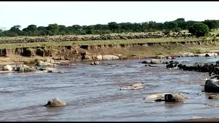 Witness the Great wildebeest Migration