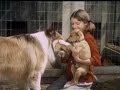 Lassie - Episode #393 -  "Little Dog Lost" - Season 12, Ep.8   - 10/31/1965