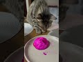 Что это такое Родители эту штуку точно едят Cat Funny веселыекоты Shortvideo Cute Что это такое Родители эту штуку точно едят Cat Funny веселыекоты Shortvideo Cute