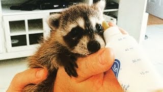 Pumpkin The Raccoon