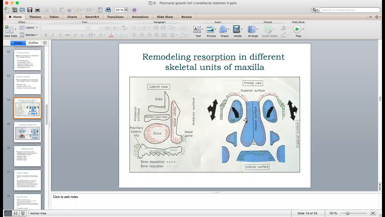 postnatal growth of maxilla