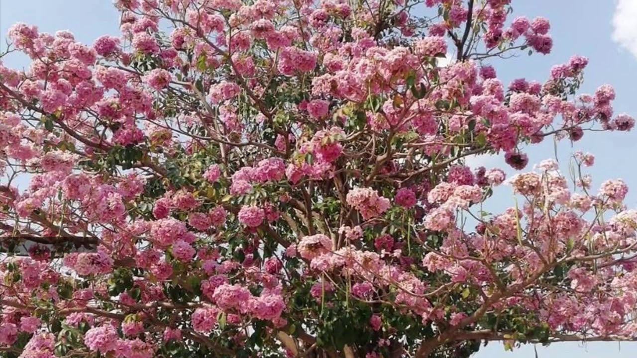 Sakura Flowers Blooming In Phnom Penh Youtube