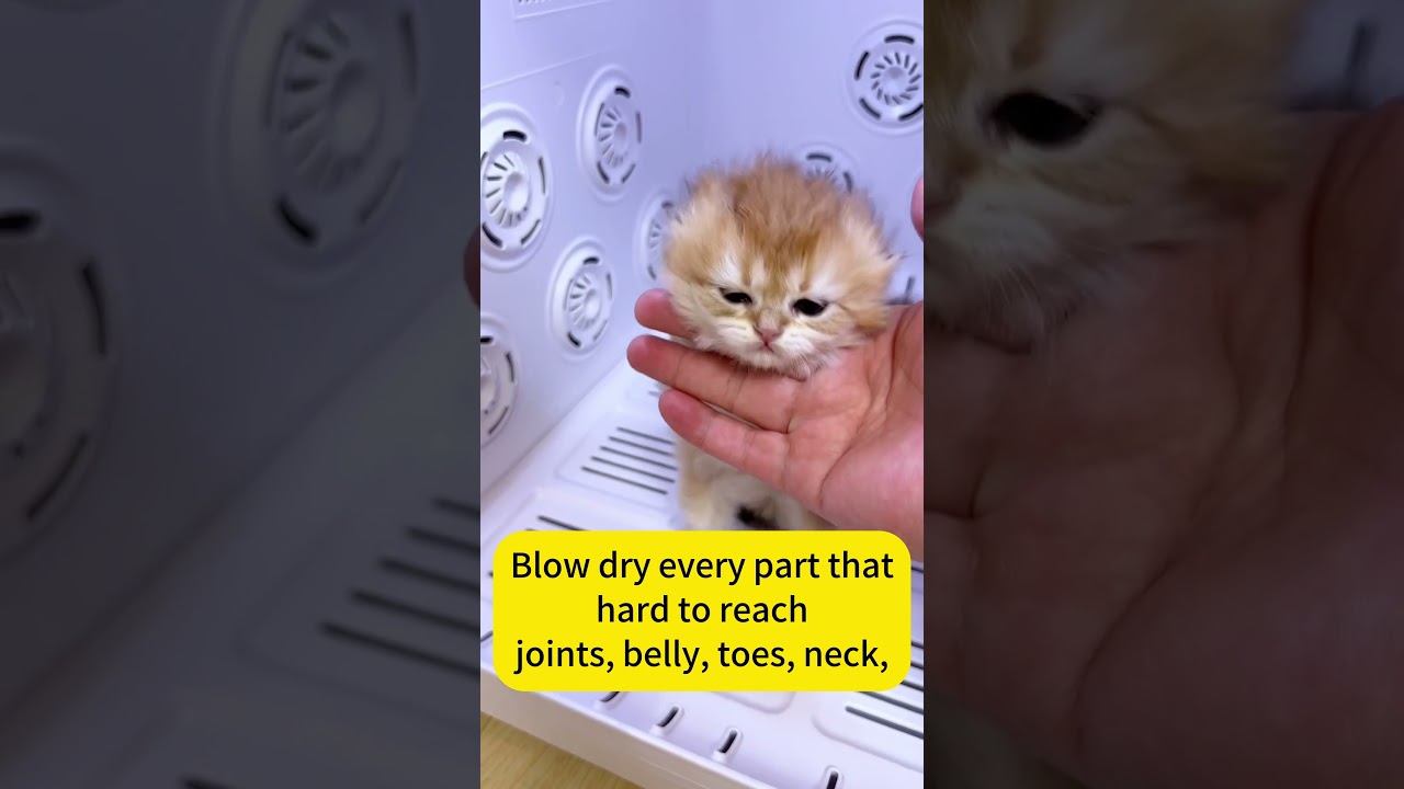 I'll show you how to turn an after-bath ET-like cat into a fluffy baby!!! 