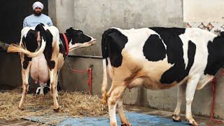4 Cows for sale, 4 ਗਾਵਾਂ ਵਿਕਾਊ 