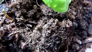 Bodenmilben / Soil mites Profile
