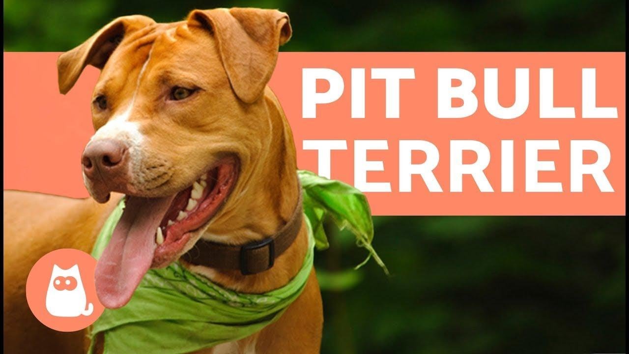 American Pit Bull Terrier Caractere Soins Et Comportement Youtube